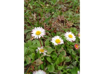 Gänseblümchen (Bellis perennis) - © Emanuel Trummer